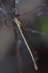 Austrolestes cingulatus