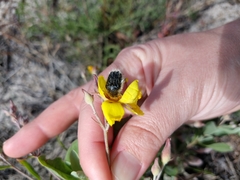 Tropinota squalida