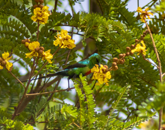 Cinnyris pulchellus
