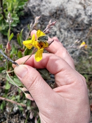 Tropinota squalida