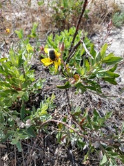 Tropinota squalida