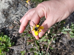 Tropinota squalida