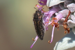 Acmaeodera labyrinthica