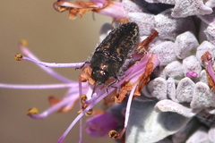 Acmaeodera labyrinthica