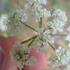 Torilis arvensis neglecta