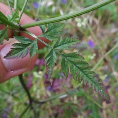 Torilis arvensis neglecta