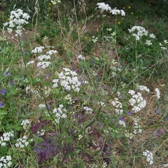 Torilis arvensis neglecta