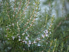Rosmarinus