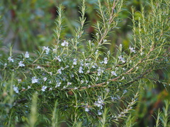 Rosmarinus
