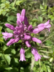 Dichelostemma
