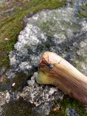 Latrodectus geometricus