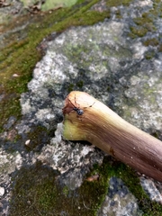Latrodectus geometricus