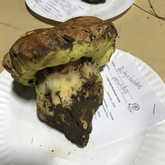 Butyriboletus persolidus