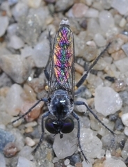 Stichopogon schineri