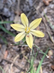 Triteleia ixioides