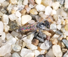 Stichopogon schineri