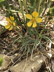 Senna pumilio
