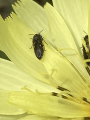 Acmaeodera tubulus