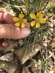 Senna pumilio