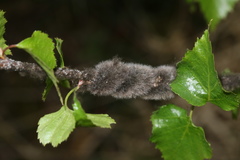 Eriogaster lanestris