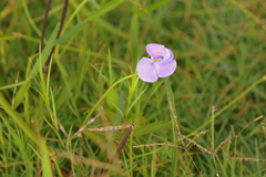 Vigna vexillata angustifolia