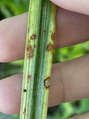 Colletotrichum liriopes