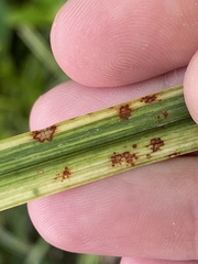 Colletotrichum liriopes