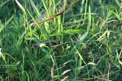 Vigna vexillata angustifolia