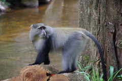 Cercopithecus mitis