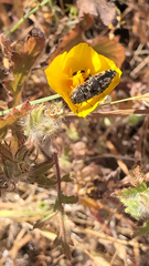 Acmaeodera hepburnii