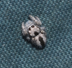 Pseudomogrus salsicola