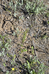 Colchicum bulbocodium versicolor