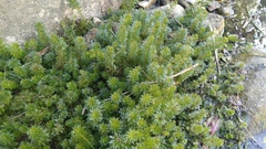 Limnophila