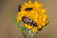 Acmaeodera connexa