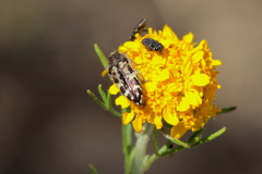 Acmaeodera connexa