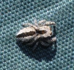 Pseudomogrus salsicola