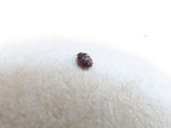 Anthrenocerus australis