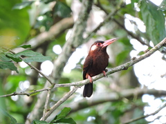 Galbalcyrhynchus leucotis