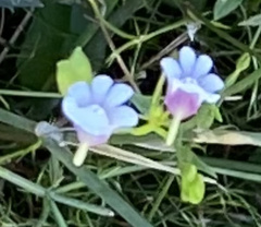 Nemesia diffusa