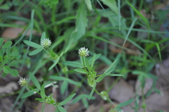 Trifolium strictum