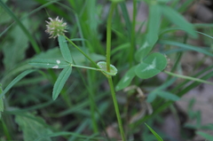 Trifolium strictum