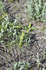 Trinia multicaulis