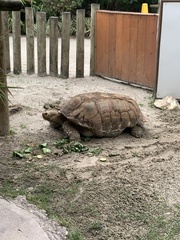 Centrochelys