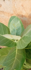 Calotropis procera