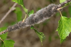 Eriogaster lanestris