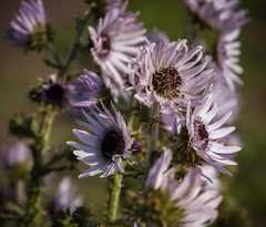 Berkheya purpurea
