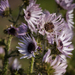 Purple African Thistle - Photo (c) Brendan Cole, some rights reserved (CC BY-NC-ND), uploaded by Brendan Cole
