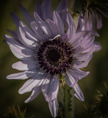 Berkheya purpurea
