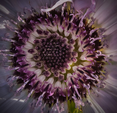 Berkheya purpurea