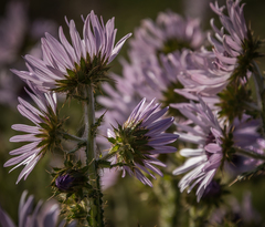 Berkheya purpurea